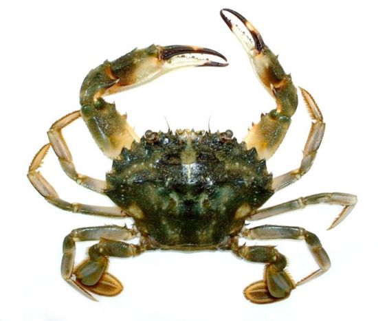 Marine pest unearthed in west